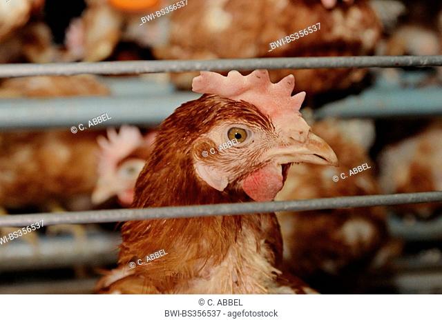 domestic fowl (Gallus gallus f. domestica), laying hen of an intensive livestock farming in small groups , Germany