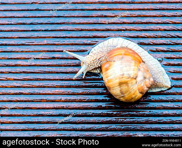 Big snail on the wet terrace - Helix pomatia, Burgundy snail, Roman snail, edible snail - shallow depth of field - copy space