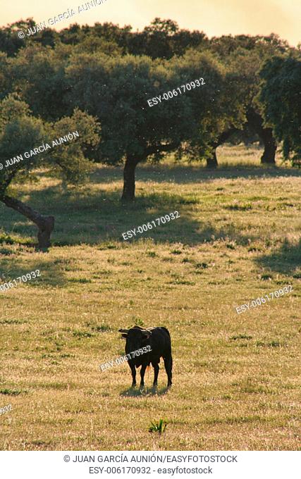 Spanish free range Fighting Bulls breed free-range on extensive estates. Fighting bulls are selected for a certain combination of aggression energy strength and...