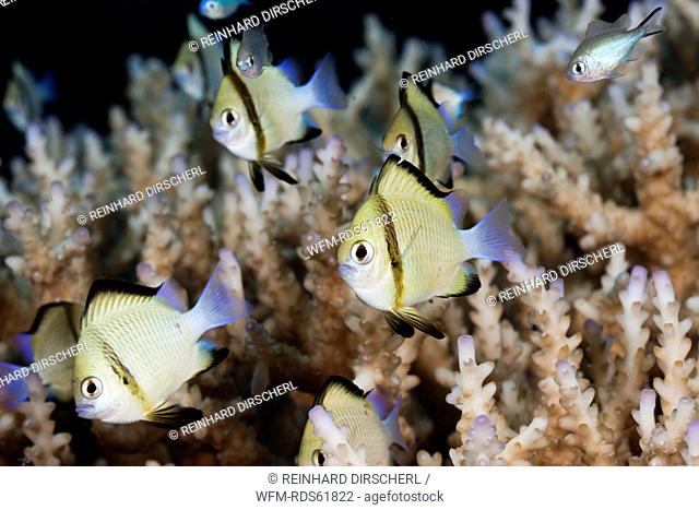 Reticulated Dascyllus, Dascyllus reticulatus, Namena Marine Reserve, Fiji