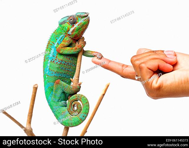 alive chameleon reptile sitting on branch holding human hand. studio shot isolated on white background. copy space