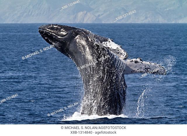 Humpback whale Megaptera novaeangliae breaching on the Pacific side of Isla Magdalena, Baja California Sur, Mexico  MORE INFO Each winter hundreds of humpback...