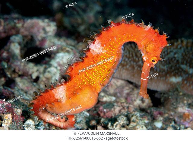 Thorny Seahorse Hippocampus histrix adult male, pregnant, Lembeh Straits, Sulawesi, Sunda Islands, Indonesia