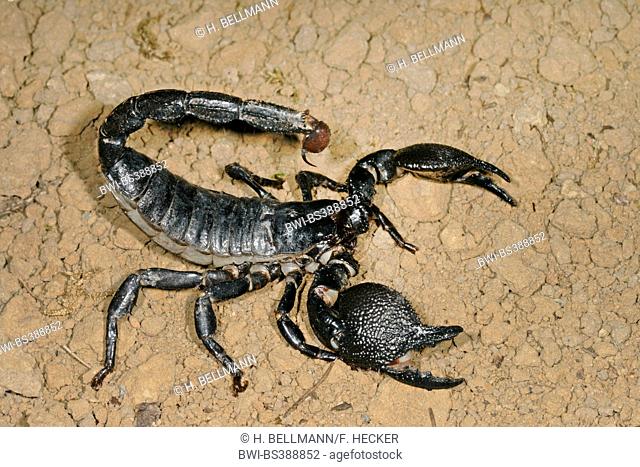 Common emperor scorpion (Pandinus imperator), on the ground