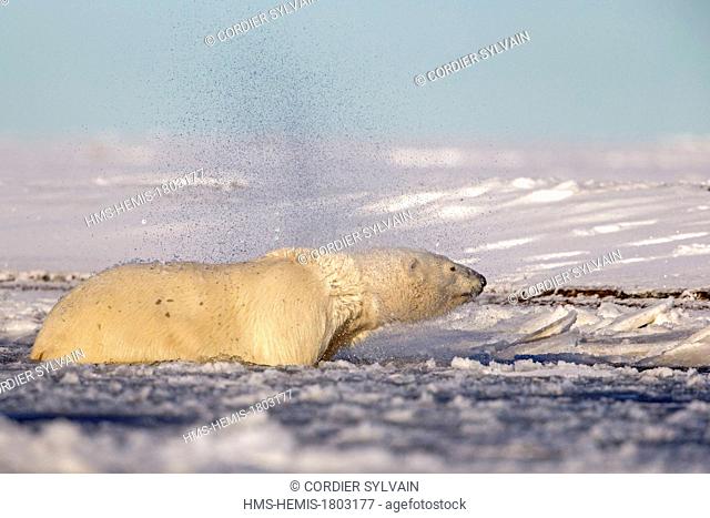 United States, Alaska, Arctic National Wildlife Refuge, Kaktovik, Polar Bear( Ursus maritimus ), in slush ice along a barrier island outside Kaktovik, Alaska