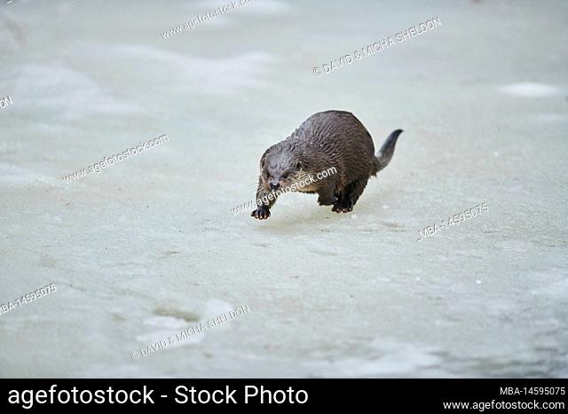 Eurasian otter (Lutra lutra), walking on an ice floe, winter, Bavaria, Germany, Europe