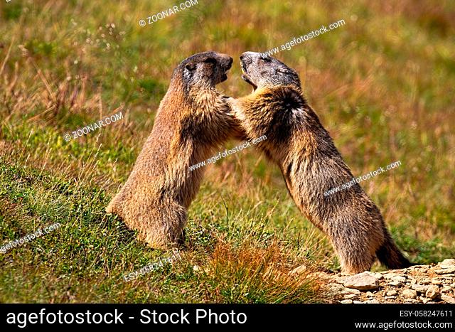 Alpine marmot, marmota marmota, fighting over territory near den entrance high up in the Tatra mountains, Slovakia with copy space