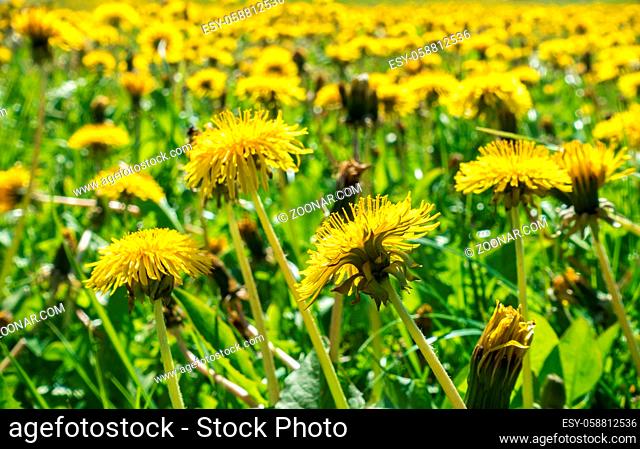 Dandelion meadow panorama with yellow flowers and green grass in springtime