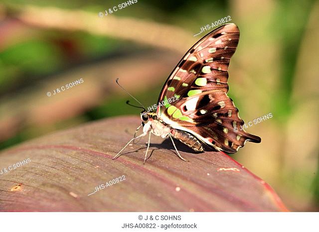 Malachite Butterfly, Siproeta stelenes, Florida, USA, imago