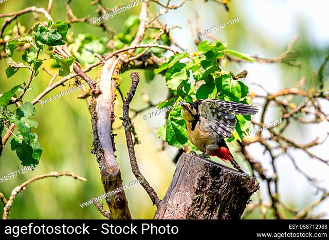 Buntspecht (Dendrocopos major) sitzt auf einem Baumstamm. Great Spotted Woodpecker (Dendrocopos major) sitting on a tree stump