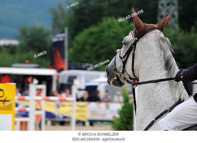German Warmblood Horse, Show Jumping / figure-8-noseband, running martingale, snaffle bit
