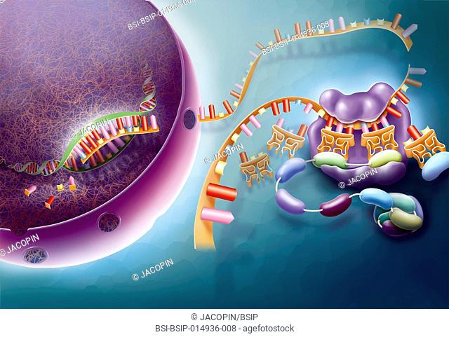 Illustration of transcription and translation. After the transcription of DNA into a messenger ARN (mARN) in the nucleus