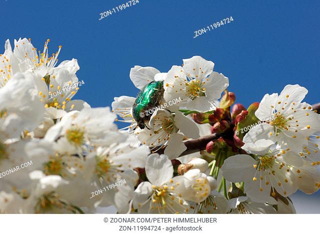 Prunus avium, Suesskirsche, Sweet Cherry, mit Rosenkaefer, with rose chafer