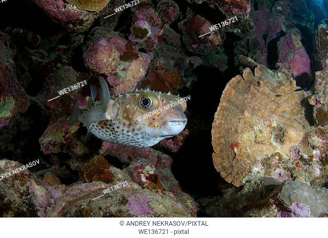Cyclichtys orbicularis (Orbicular Burrfish) near coral reef, Red sea, Marsa Alam, Abu Dabab, Egypt