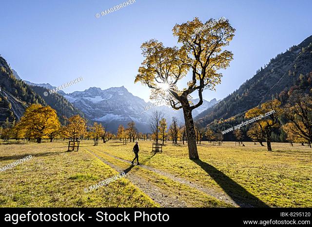 Young woman hiking, sun star, Karwendel and Großer Ahornboden in autumn, yellow sycamore maple, Rißtal in the Eng, Tyrol, Austria, Europe