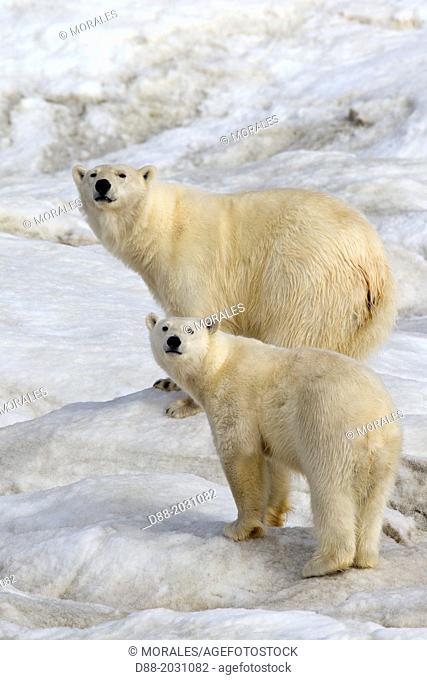 Russia , Chukotka autonomous district , Wrangel island , Polar bear ( Ursus maritimus ) , Adult , female with yound , one year and a half