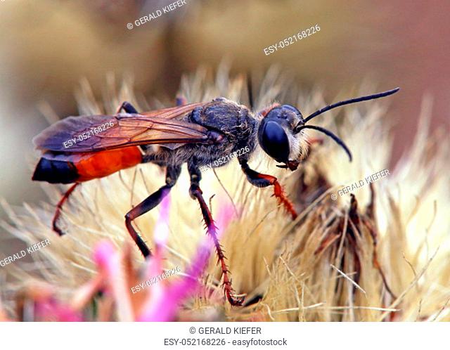Grave wasp in close-up locust sand wasp Sphex funerarius