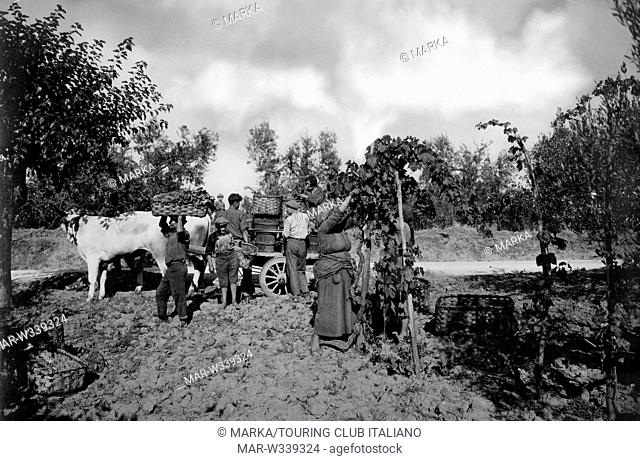 toscana, valdarno, contadini durante la vendemmia, 1910-20 // tuscany, valdarno, peasants during the harvest, 1910-20