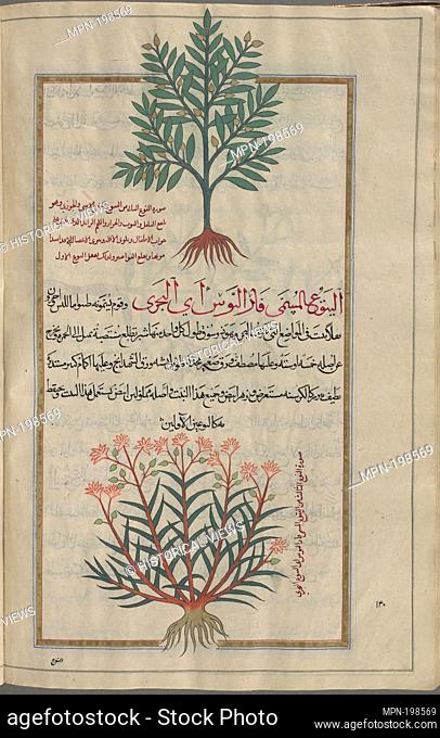 Broad-leaved Myrtle Spurge (Euphorbia myrsinites), al-yattû' al-unthâ (""the female"") [top]; Cypress Spurge (Euphorbia cyparissias [Penzig]