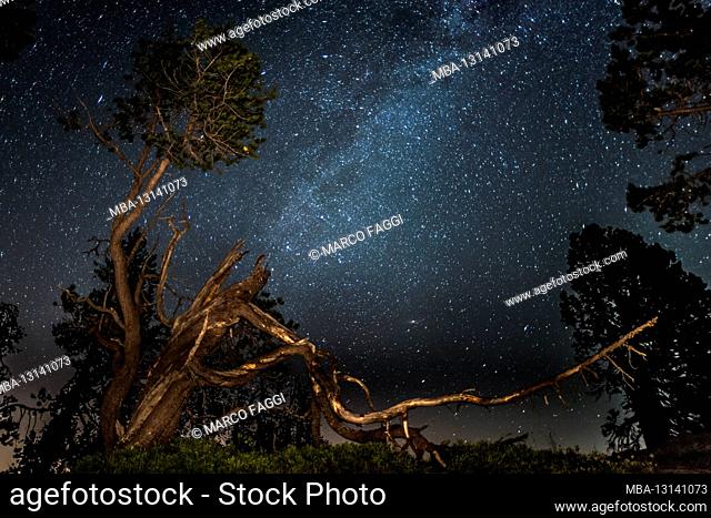 Milky Way over the trees