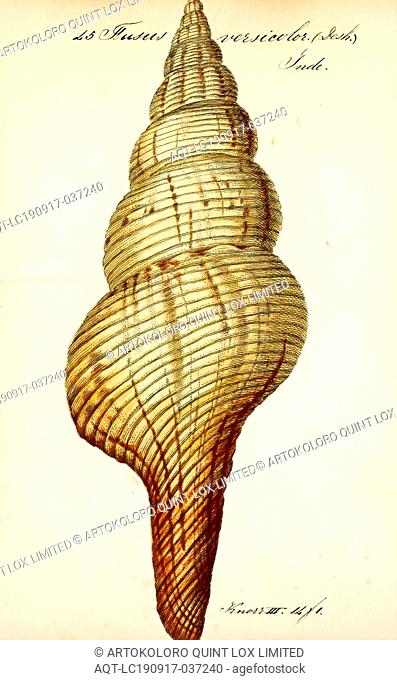 Fusus versicolor, Print, Fusus is a genus of small to large sea snails, marine gastropod mollusks in the family Fasciolariidae