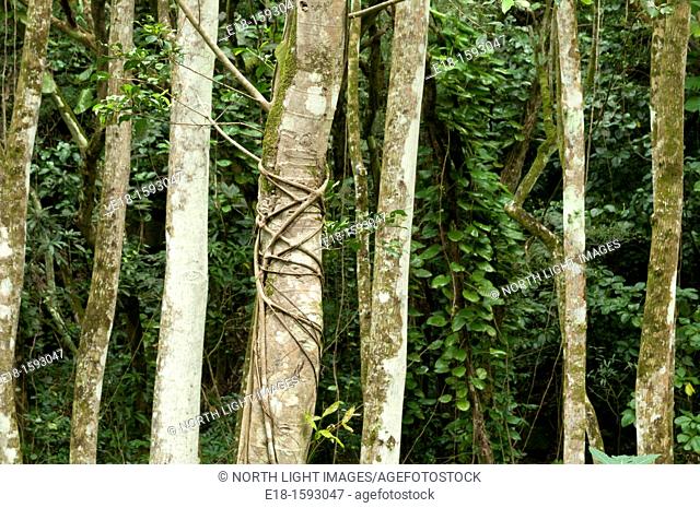 USA, Hawaii, Oahu Waimea Arboretum & Botanical Garden.  Row of tree trunks in the rainforest