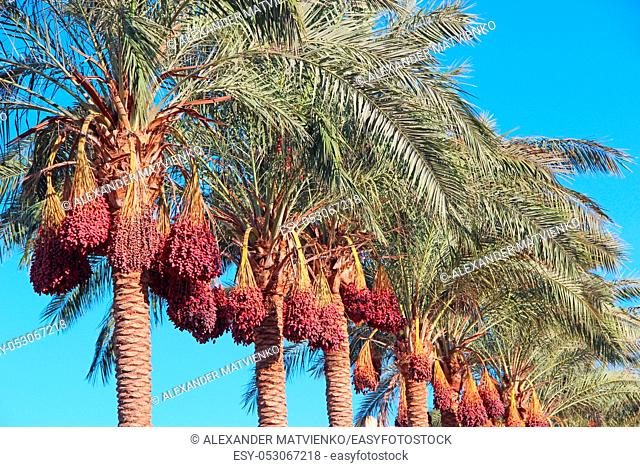 Ripe fruits of date tree hang on tree. Clusters of dates hang on tree. Tropical fruits. Close up clusters yellow ripe dates hanging on date palm