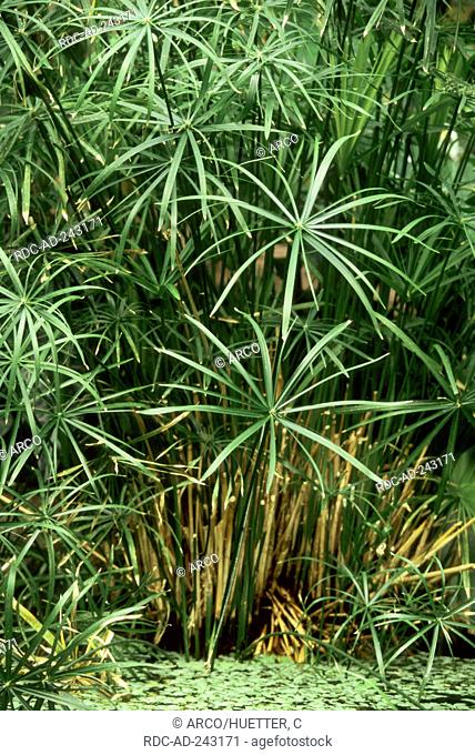 Umbrella Plant Cyperus alternifolius Cyperus involucratus Umbrella Papyrus Umbrella Sedge