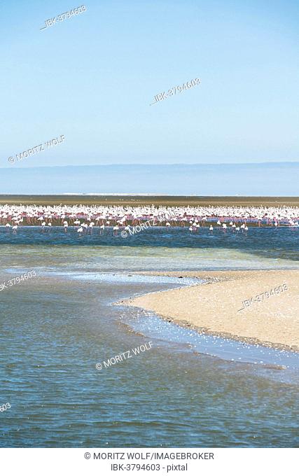 American Flamingoes (Phoenicopterus ruber), Lesser Flamingoes (Phoeniconaias minor), flamingo colony on sand bank at Walvis Bay, Namibia