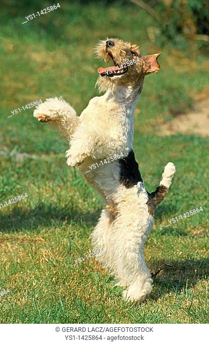 WIRE-HAIRED FOX TERRIER, ADULT STANDING ON HIND LEGS