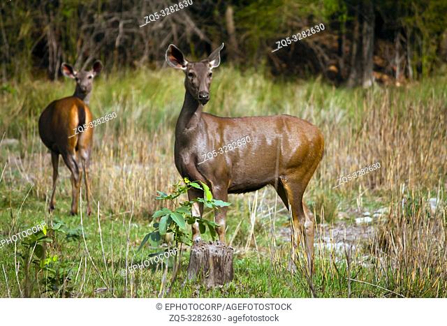 Sambar deer, Rusa unicolor, Bandhavgarh, Madhya Pradesh, India