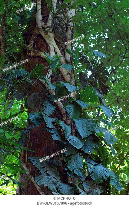 rainforest tree with strangler fig and Monstera, Costa Rica, Carara National Park