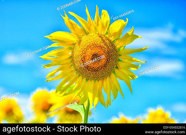 Summer landscape with a field of blooming sunflowers