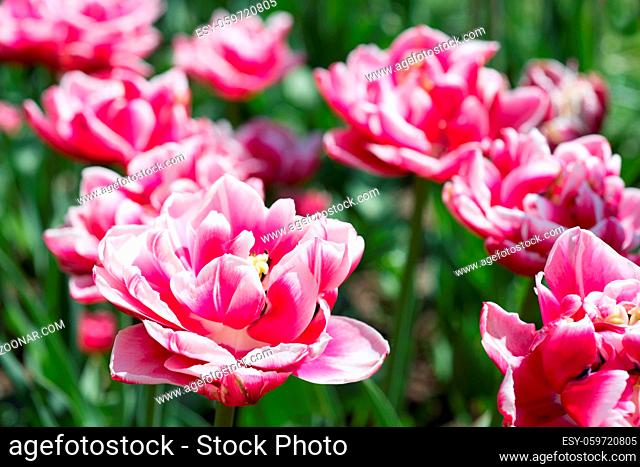 Flowers pink tulips in the garden