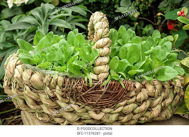 A roughly woven basket outside filled with reddish seedlings