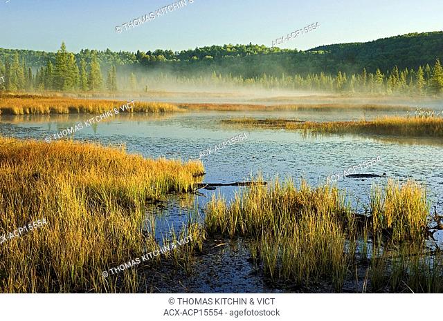 Autumn morning mist rises on marsh wetland near Lake Opeongo in Algonquin Provincial Park, northern Ontario, Canada