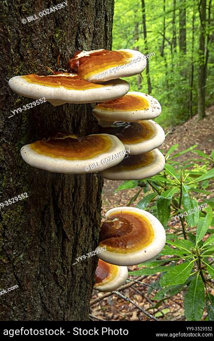 Ganoderma species of polypore fungi growing on tree bark - North Slope Trail, Pisgah National Forest, Brevard, North Carolina, USA