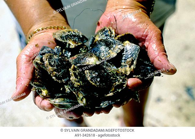 Naissins of oysters ready to be reinstalled in the lagoon. Gauguin's black pearls farm in Rangiroa Atoll . Tuamotus archipelago. French Polynesia