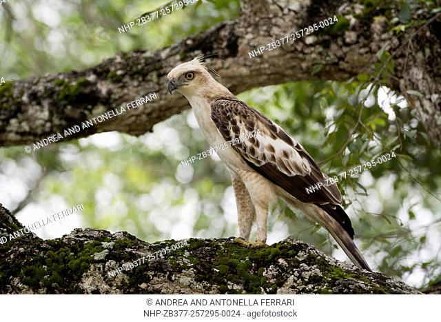 Crested or Changeable Hawk Eagle Nisaetus cirrhatus, juvenile, Wilpattu National Park, Sri Lanka