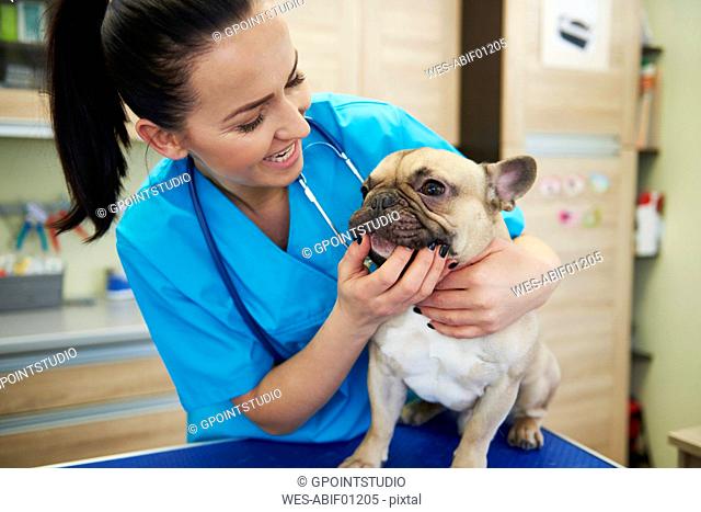 Female veterinarian examining dog's teeth in veterinary surgery