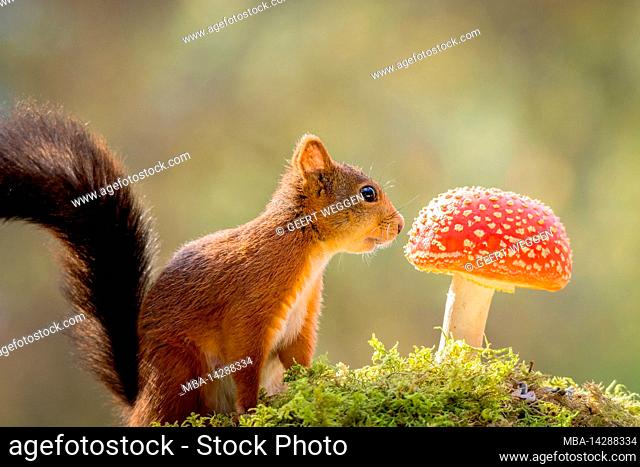 a squirrel is looking at a red mushroom