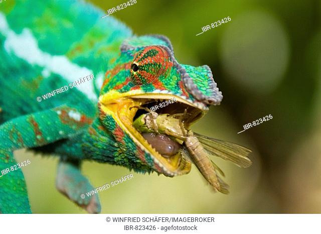 Male Panther Chameleon (Furcifer pardalis), Madagascar, Africa