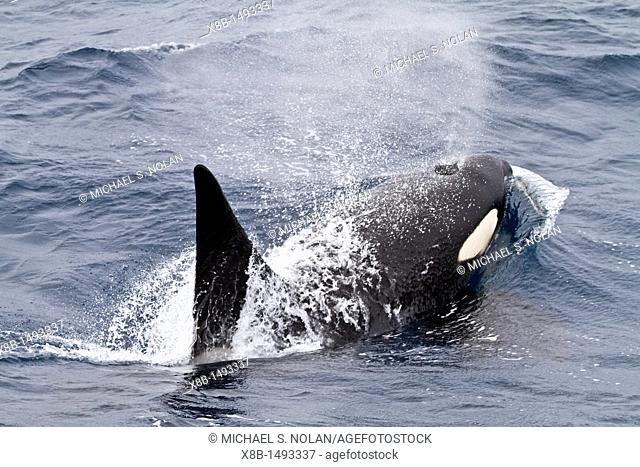 An adult bull among a pod of about 20 killer whales Orcinus orca in Antarctic Sound near the Antarctic Peninsula, Antarctica