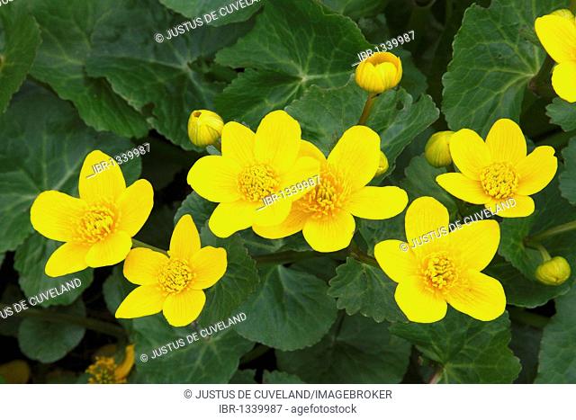 Flowering Kingcup or Marsh Marigold (Caltha palustris)