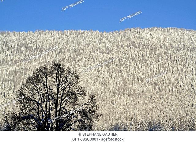 SNOW-COVERED PINE TREES, FOREST, VERCORS PLATEAU, VERCORS REGIONAL NATURE PARK, AUTRANS 38