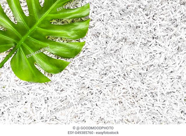 Vibrant green Monstera leaf in a heap of shredded paper. Recycling concept