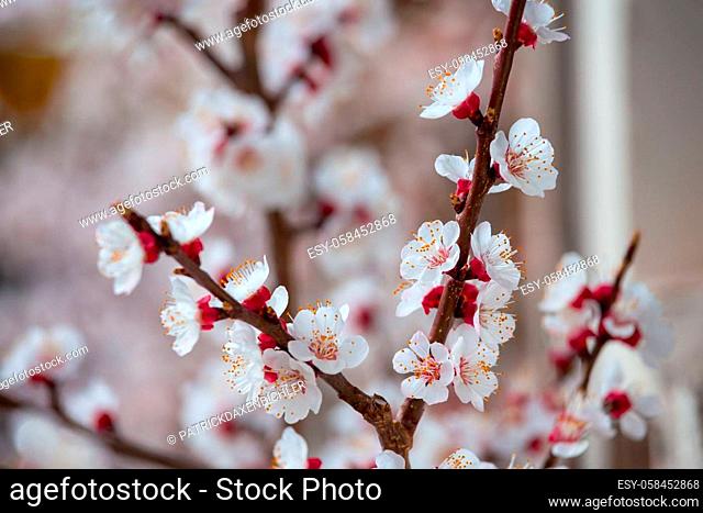 Close up picture of blooming apricot tree, pink blossoms in spring