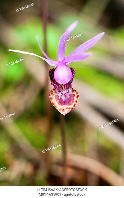 Calypso orchid Calypso bulbosa flower  Saanich, British Columbia, Canada