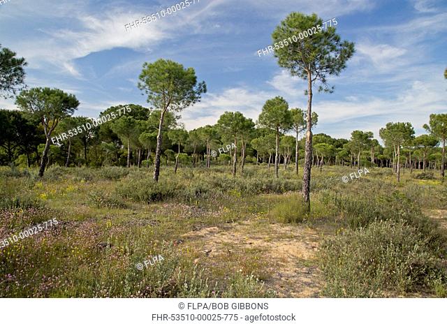 Stone Pine (Pinus pinea) open forest on sand dune habitat, Coto Donana N.P., Andalusia, Spain, April