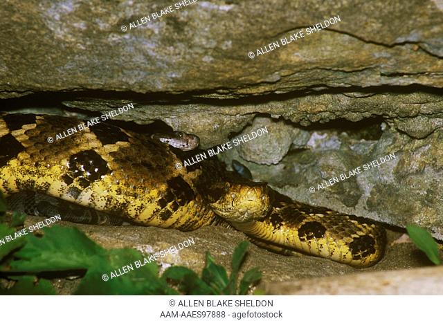 Timber Rattlesnake Mom and Juveniles (Crotalus horridus), La Crosse Co., Wisconsin